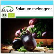 SAFLAX Geschenk Set - Aubergine - Black Beauty - Solanum - 25 Samen