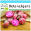 SAFLAX Geschenk Set - Rote Beete - Chioggia - Beta - 70 Samen 1