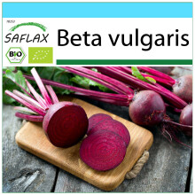 SAFLAX Geschenk Set - Rote Beete - Detroit Globe - Beta - 100 Samen