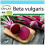 SAFLAX Geschenk Set - Rote Beete - Detroit Globe - Beta - 100 Samen 1