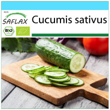 SAFLAX Geschenk Set - Gurke - Marketmore - Cucumis - 20 Samen