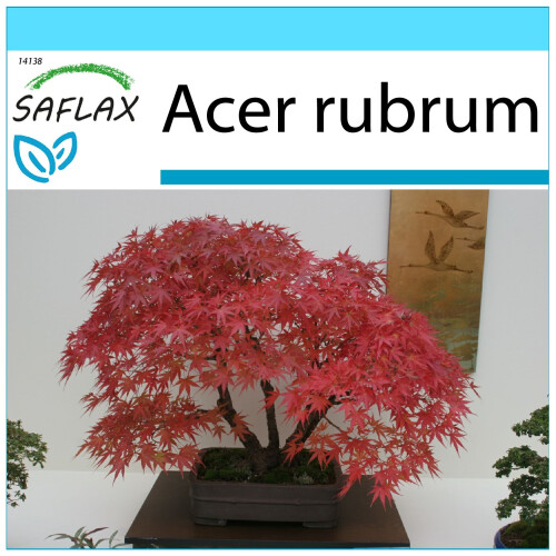 SAFLAX Geschenk Set - Rotahorn - Acer - 20 Samen