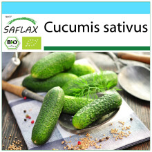 SAFLAX Geschenk Set - Gurke - Vorgebirgstraube - Cucumis - 15 Samen