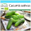 SAFLAX Geschenk Set - Gurke - Vorgebirgstraube - Cucumis - 15 Samen 1