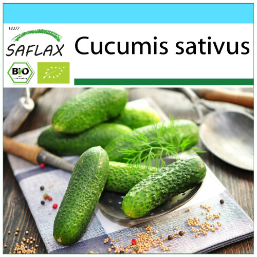 SAFLAX Geschenk Set - Gurke - Vorgebirgstraube - Cucumis - 15 Samen