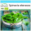 SAFLAX Geschenk Set - Spinat - Winterriese - Spinacia - 250 Samen 1