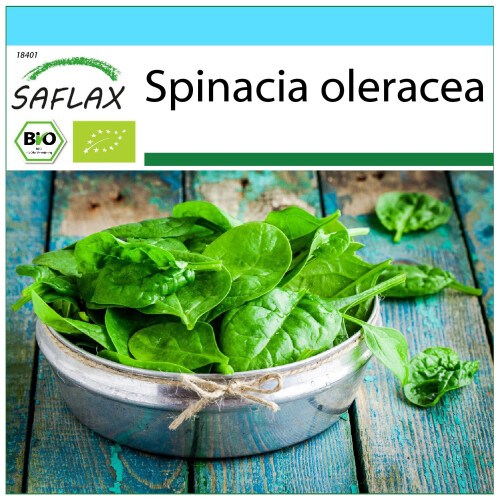 SAFLAX Geschenk Set - Spinat - Winterriese - Spinacia - 250 Samen
