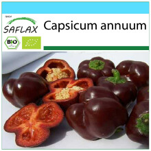 SAFLAX Geschenk Set - Paprika – Chocolate - Capsicum - 10 Samen