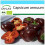 SAFLAX Geschenk Set - Paprika – Chocolate - Capsicum - 10 Samen 1