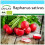 SAFLAX Geschenk Set - Radieschen - Cherry Bell - Raphanus - 100 Samen 1