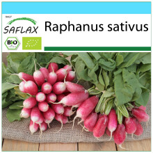 SAFLAX Geschenk Set - Radieschen - French Breakfast - Raphanus - 150 Samen