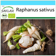 SAFLAX Geschenk Set - Radieschen - Eiszapfen - Raphanus - 100 Samen
