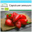 SAFLAX Geschenk Set - Chili - Barak - Capsicum - 15 Samen 1