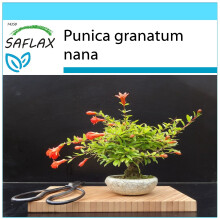 SAFLAX Set de regalo - Granado enano - 50 semillas - Punica
