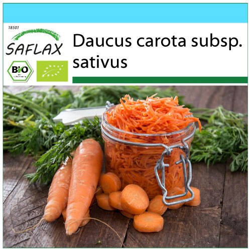 SAFLAX Geschenk Set - Möhren - Herbstkönig - Daucus - 1000 Samen