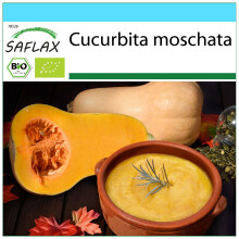 SAFLAX Geschenk Set - Kürbis - Butternut - Cucurbita - 6 Samen