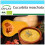 SAFLAX Geschenk Set - Kürbis - Butternut - Cucurbita - 6 Samen 1