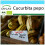 SAFLAX Geschenk Set - Kürbis - Delicata - Cucurbita - 6 Samen 1