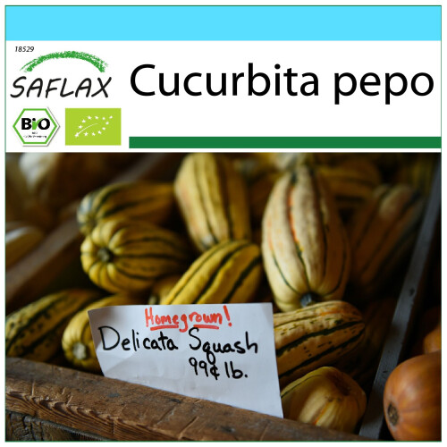 SAFLAX Geschenk Set - Kürbis - Delicata - Cucurbita - 6 Samen