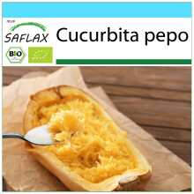 SAFLAX Geschenk Set - Kürbis - Spaghetti - Cucurbita - 5 Samen