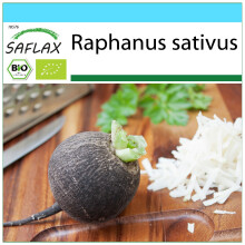 SAFLAX Geschenk Set - Rettich - Schwarzer - Raphanus - 100 Samen