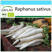 SAFLAX Geschenk Set - Rettich – Daikon - Raphanus - 100 Samen