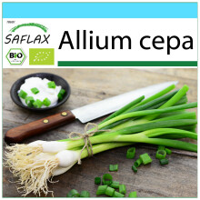 SAFLAX Set regalo - BIO - Cipollina - Cipolla Bianca di Lisbona - 150 semi - Allium