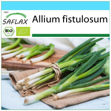 SAFLAX Set regalo - BIO - Cipollina - Ishikura giapponese - 150 semi - Allium