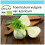 SAFLAX Geschenk Set - Knollenfenchel - Foeniculum - 100 Samen 1