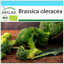SAFLAX Set regalo - BIO - Broccolo - Calabrese - 100 semi - Brassica