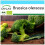 SAFLAX Geschenk Set - Broccoli - Calabrese - Brassica - 100 Samen 1