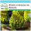 SAFLAX Geschenk Set - Blumenkohl - Romanesco - Brassica - 50 Samen 1