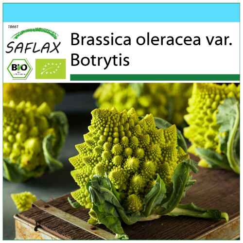 SAFLAX Geschenk Set - Blumenkohl - Romanesco - Brassica - 50 Samen