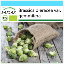 SAFLAX Set regalo - BIO - Cavoletti di Bruxelles - Groninger - 30 semi - Brassica