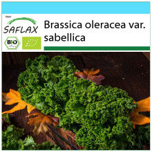 SAFLAX Set regalo - BIO - Cavolo riccio - Westland Winter - 70 semi - Brassica