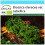 SAFLAX Geschenk Set - Grünkohl – Winter - Brassica - 70 Samen 1