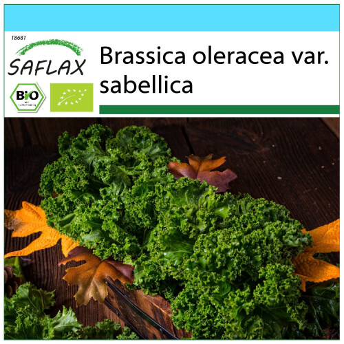 SAFLAX Geschenk Set - Grünkohl – Winter - Brassica - 70 Samen