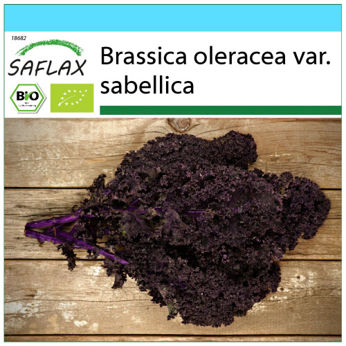 SAFLAX Geschenk Set - Grünkohl – Roter - Brassica - 50 Samen
