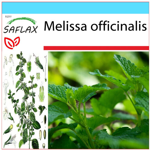 SAFLAX Geschenk Set - Zitronenmelisse - Melissa - 150 Samen