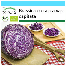 SAFLAX Geschenk Set - Rotkohl – Drumhead - Brassica - 250 Samen