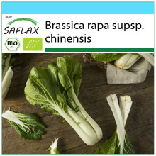 SAFLAX Set regalo - BIO - Cavolo senape cinese - Pak Choi - 300 semi - Brassica