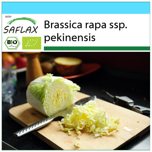 SAFLAX Geschenk Set - Chinakohl - Granat - Brassica - 40 Samen