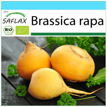 SAFLAX Geschenk Set - Rübe - Goldana - Brassica - 500 Samen