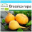 SAFLAX Geschenk Set - Rübe - Goldana - Brassica - 500 Samen 1