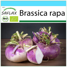 SAFLAX Geschenk Set - Kohlrabi - Milan Purple - Brassica - 600 Samen