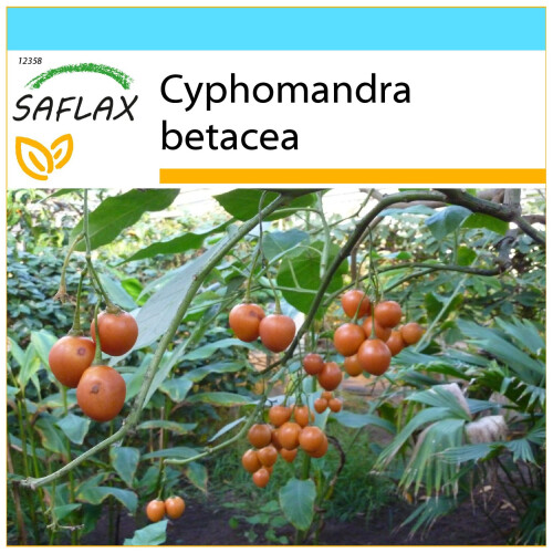 SAFLAX Geschenk Set - Tamarillo - Cyphomandra - 50 Samen