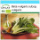 SAFLAX Geschenk Set - Schweizer Mangold - Beta - 150 Samen 1