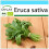 SAFLAX Geschenk Set - Ruccola - Eruca - 3000 Samen 1