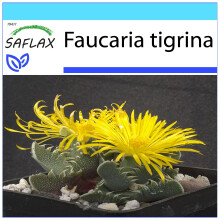 SAFLAX Geschenk Set - Tigerrachen - Faucaria - 40 Samen