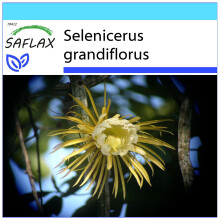SAFLAX Geschenk Set - Königin der Nacht - Selenicerus - 40 Samen